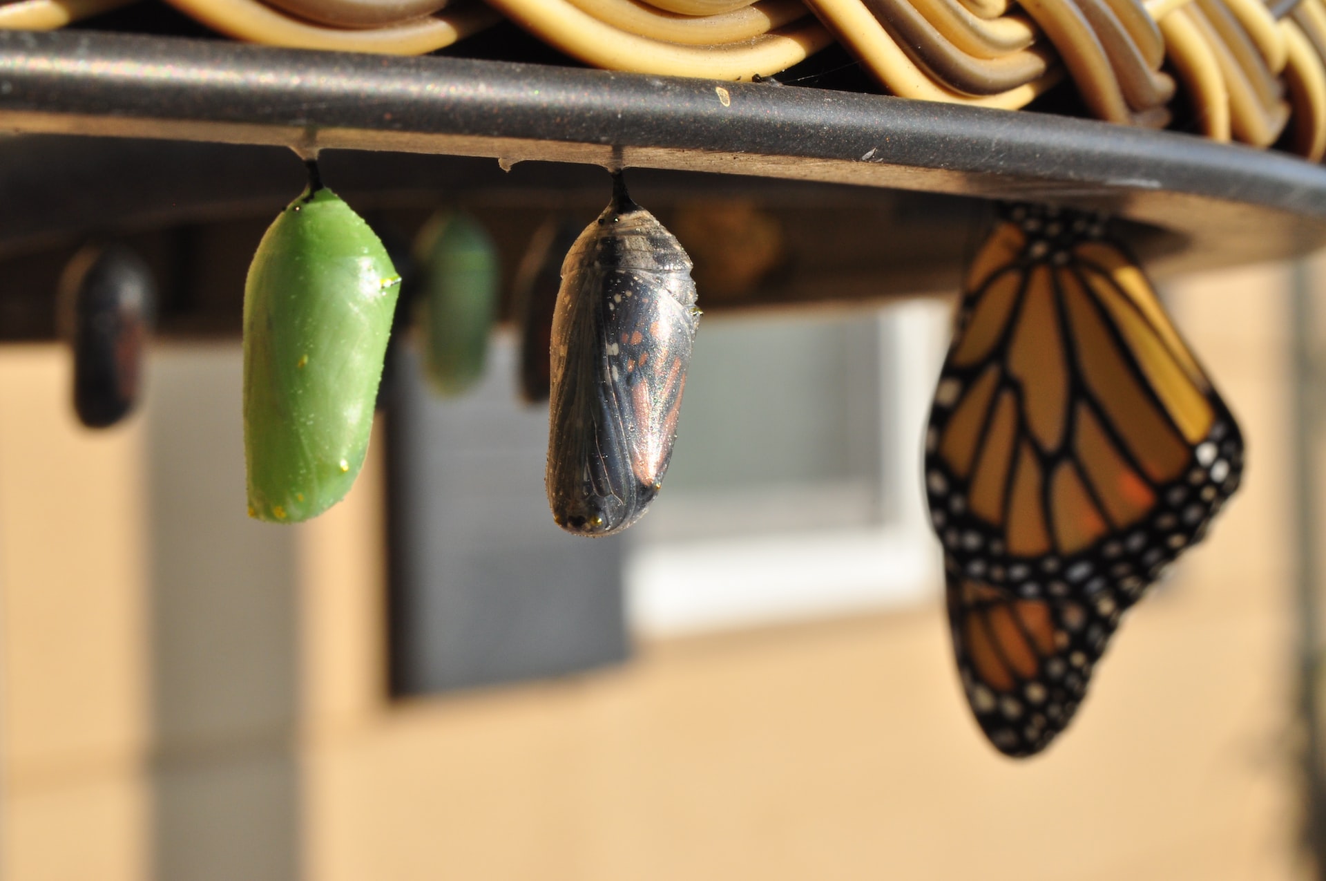 A butterfly recently emerged from its chrysalis, next to several yet to emerge.
